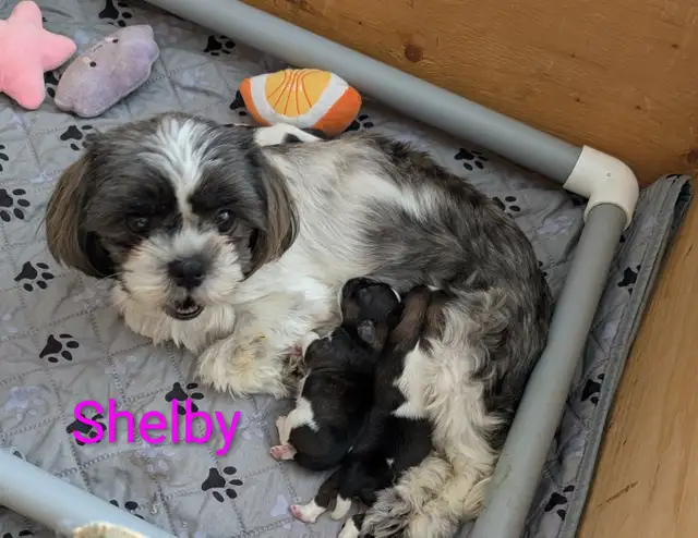 Shih Tzu Puppies (Two Hills) - Photo 7