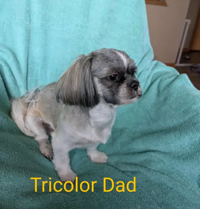 Shih Tzu Puppies (Two Hills) - Photo 8