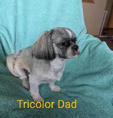 Shih Tzu Puppies (Two Hills) - Photo 8