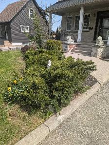 Offering Landscape Brantford