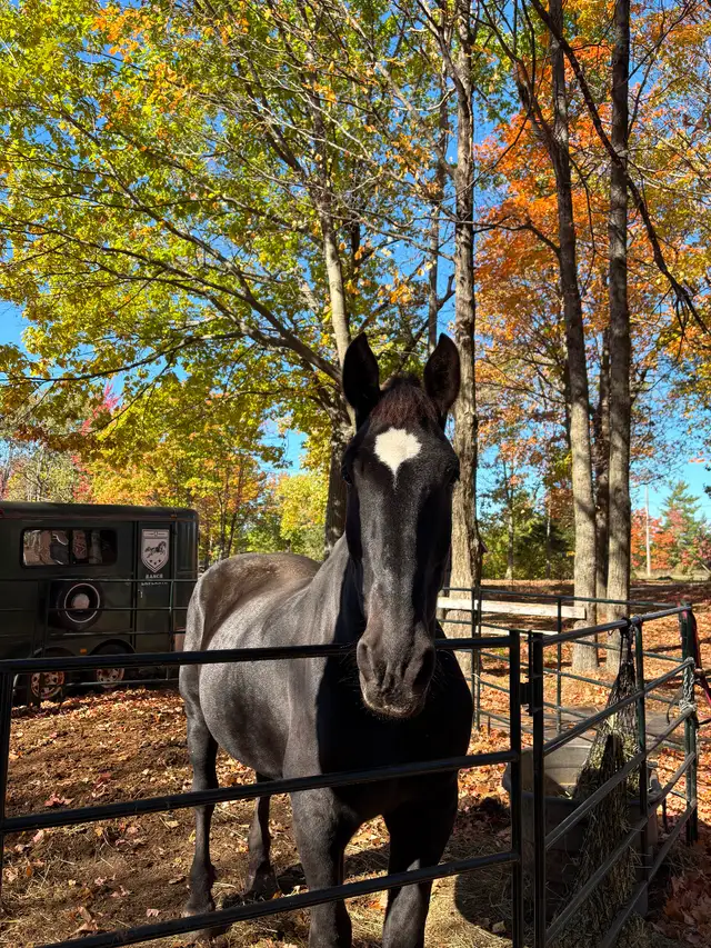 Percheron a vendre