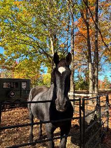 Percheron a vendre