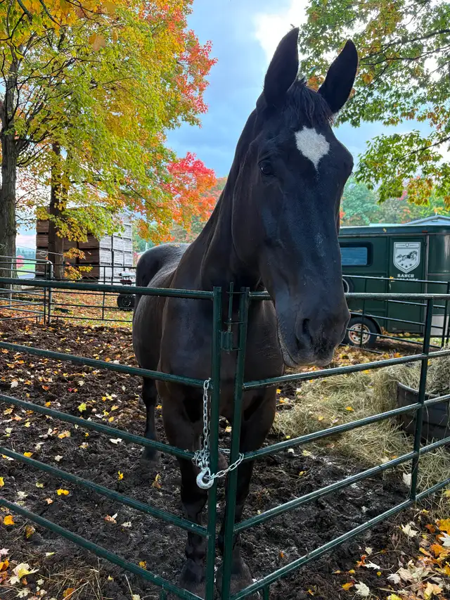 Percheron a vendre - Photo 2