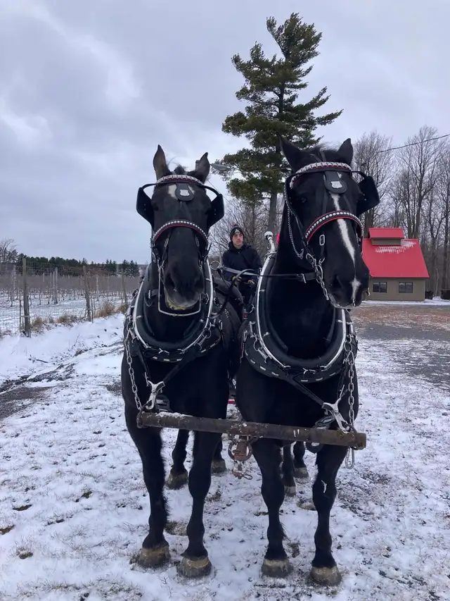 Percheron a vendre - Photo 3