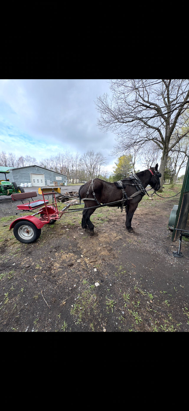 Percheron a vendre - Photo 4
