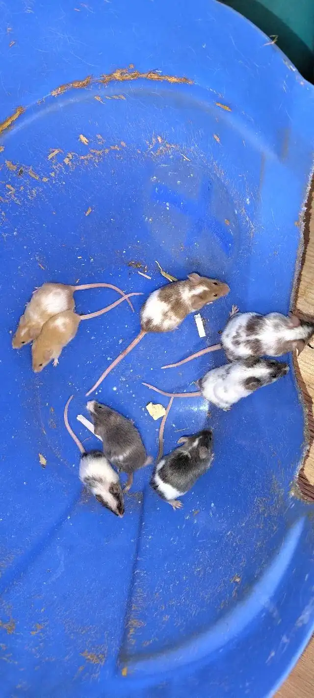 fancy mice for pet, breeding, or feeding