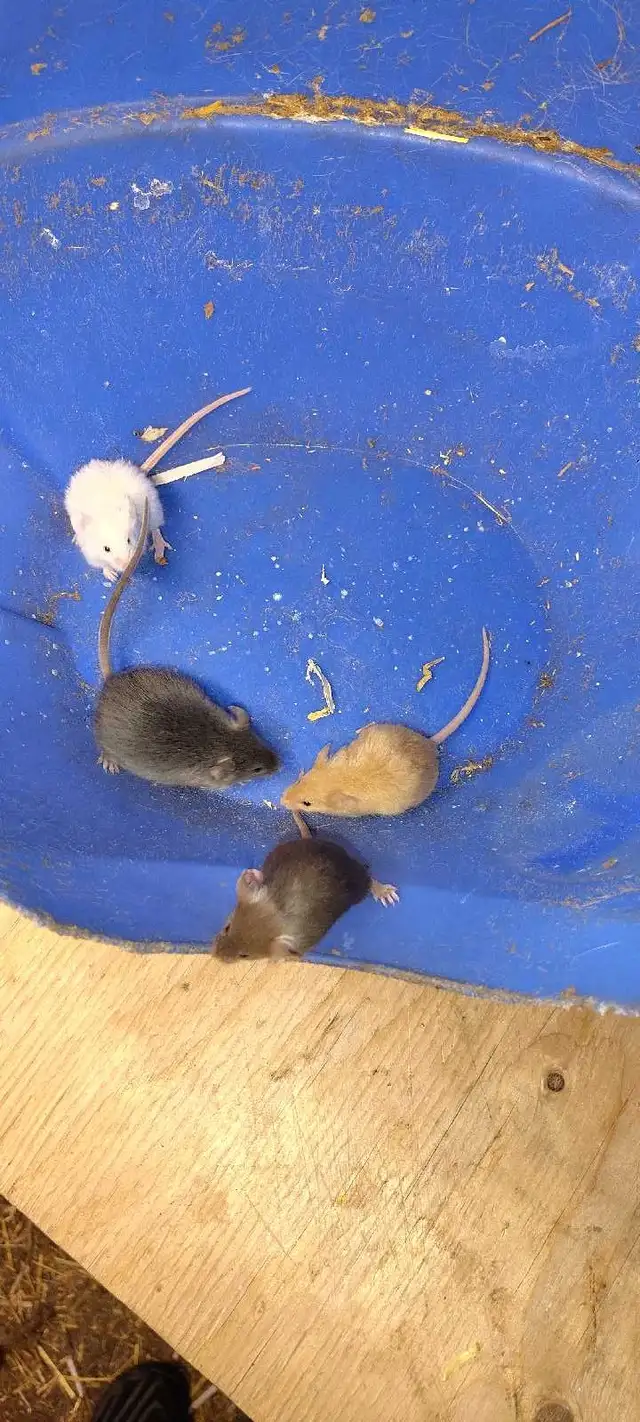 fancy mice for pet, breeding, or feeding - Photo 2