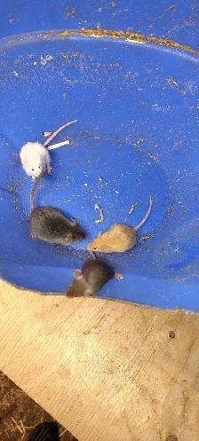 fancy mice for pet, breeding, or feeding - Photo 2