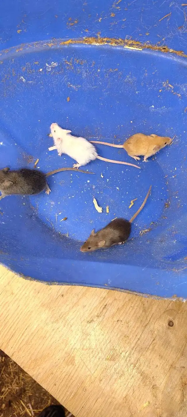 fancy mice for pet, breeding, or feeding - Photo 3