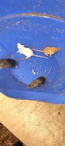 fancy mice for pet, breeding, or feeding - Photo 3