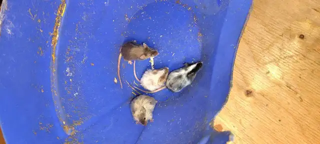 fancy mice for pet, breeding, or feeding - Photo 4