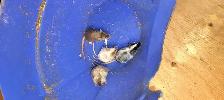 fancy mice for pet, breeding, or feeding - Photo 4
