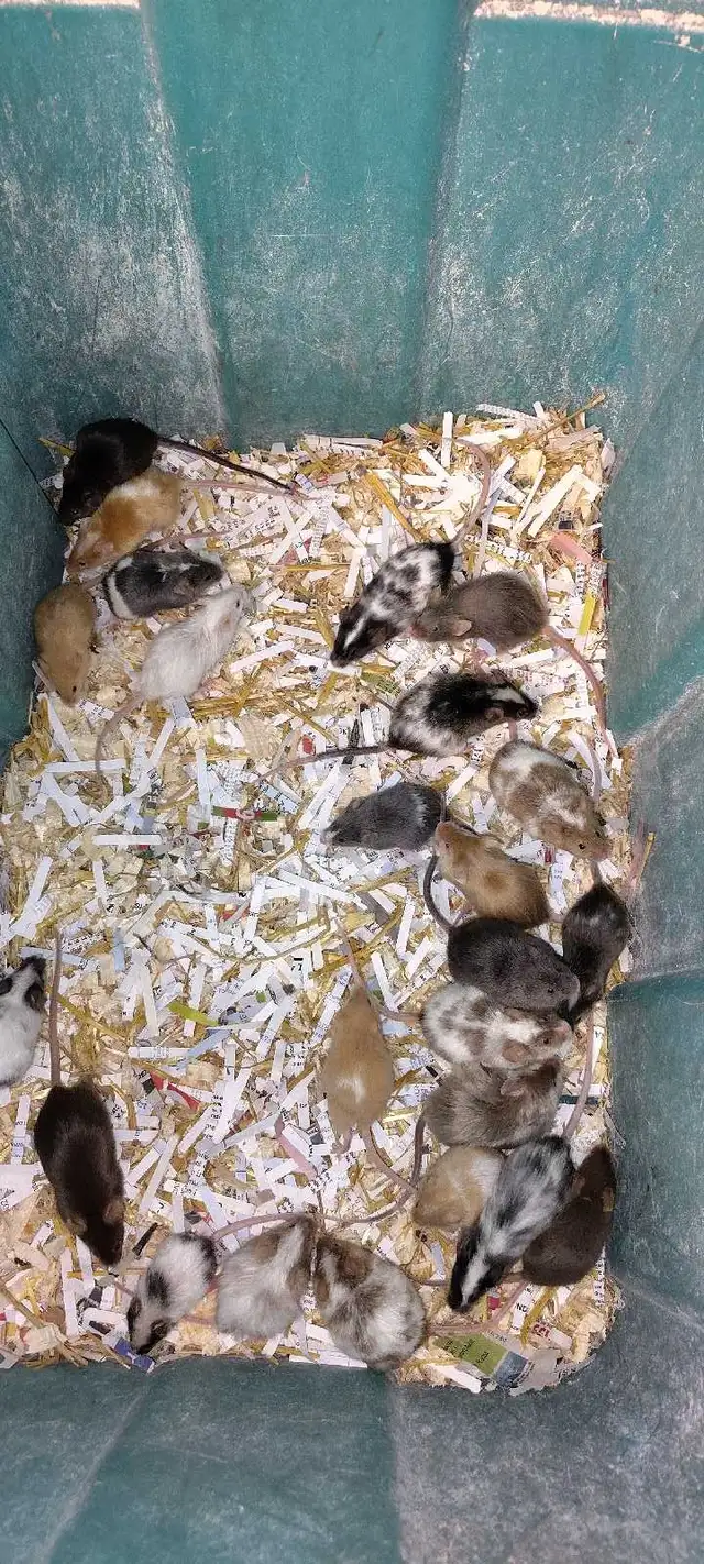 fancy mice for pet, breeding, or feeding - Photo 5