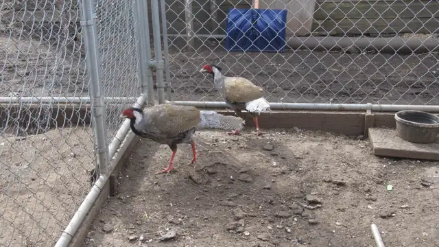 Silver Pheasants - Photo 2