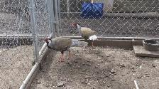 Silver Pheasants - Photo 2