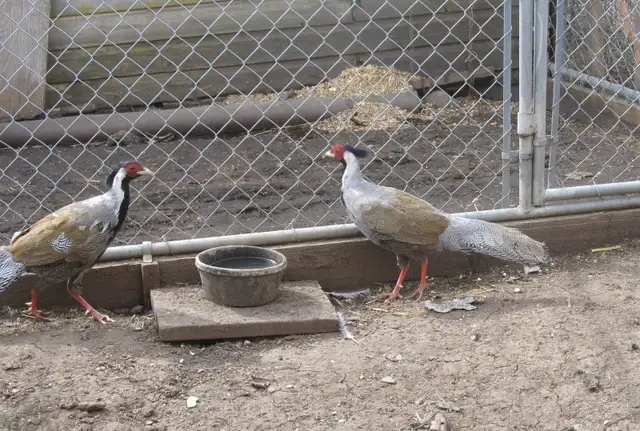 Silver Pheasants - Photo 3