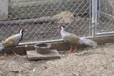 Silver Pheasants - Photo 3