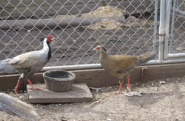 Silver Pheasants - Photo 5