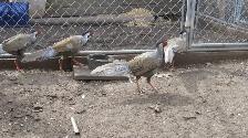Silver Pheasants