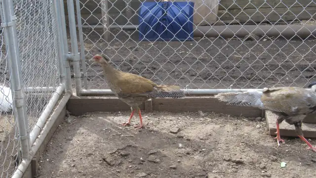 Silver Pheasants - Photo 3