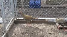 Silver Pheasants - Photo 3