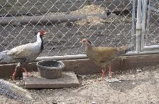 Silver Pheasants - Photo 4