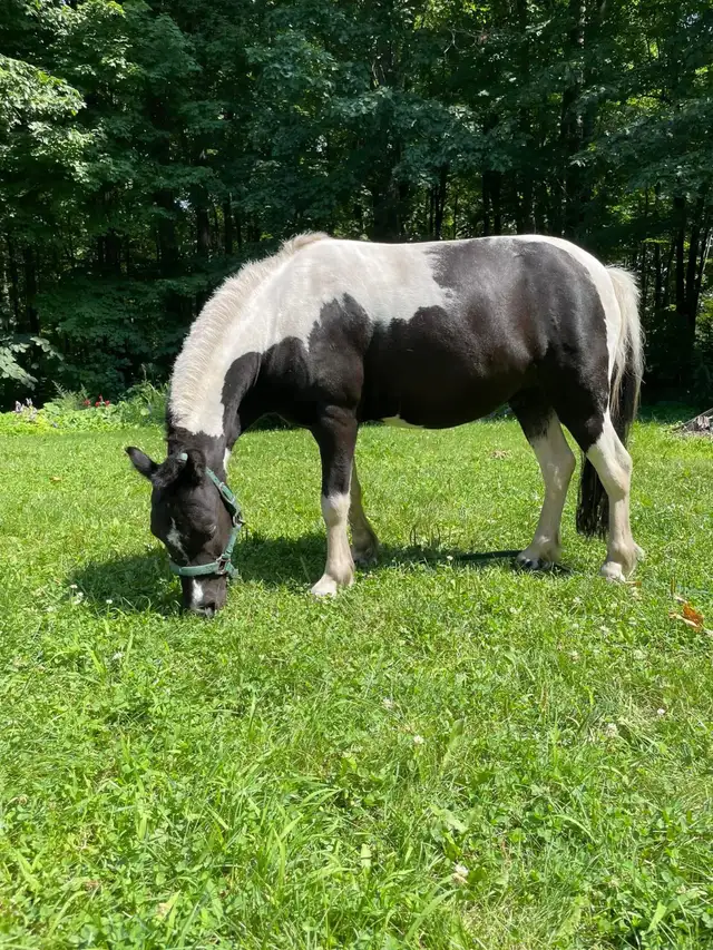 Poney 37 pouce