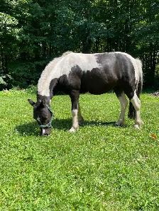 Poney 37 pouce
