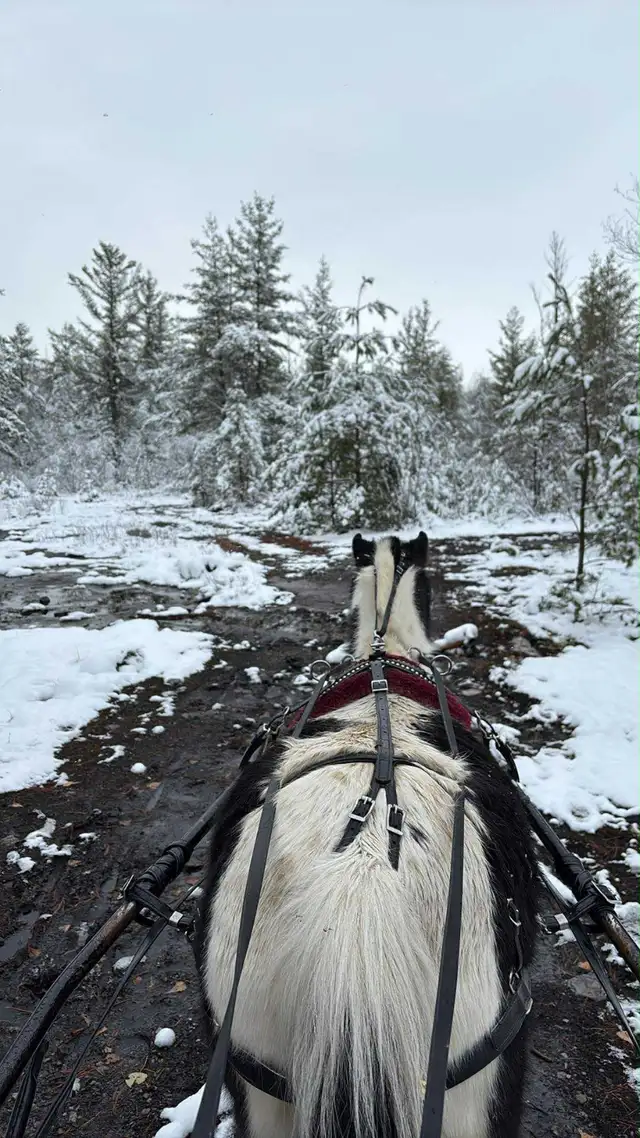 Poney 37 pouce - Photo 2