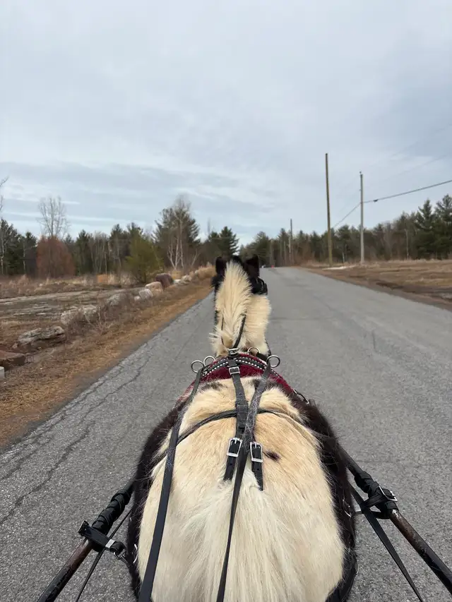Poney 37 pouce - Photo 3