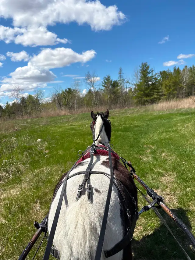 Poney 37 pouce - Photo 4
