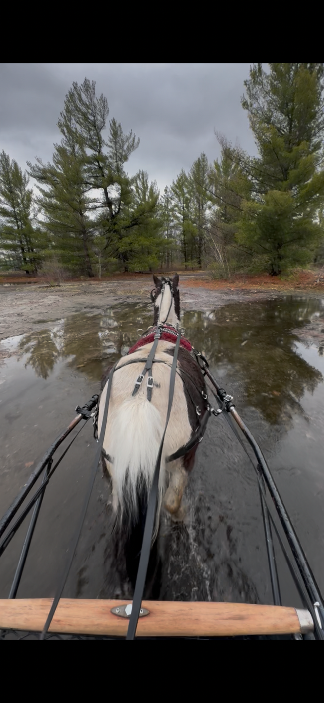 Poney 37 pouce - Photo 5