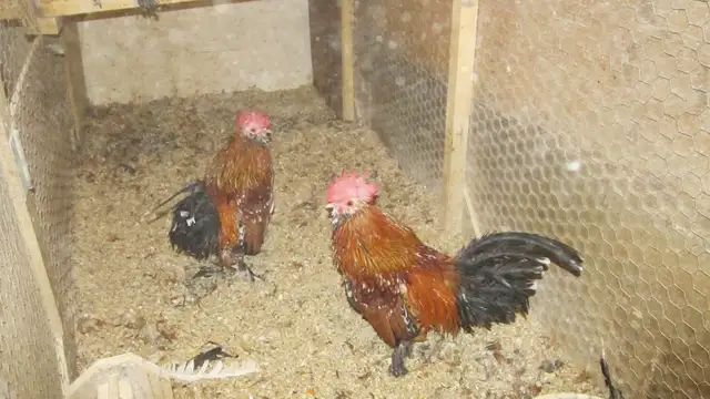 Mille Fleur Roosters