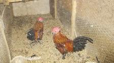 Mille Fleur Roosters