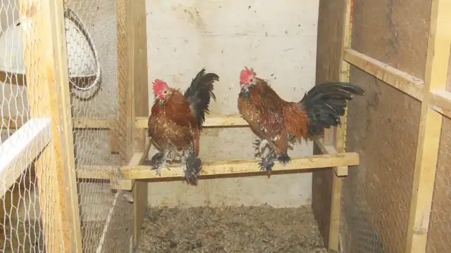Mille Fleur Roosters - Photo 2