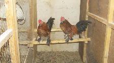 Mille Fleur Roosters - Photo 2