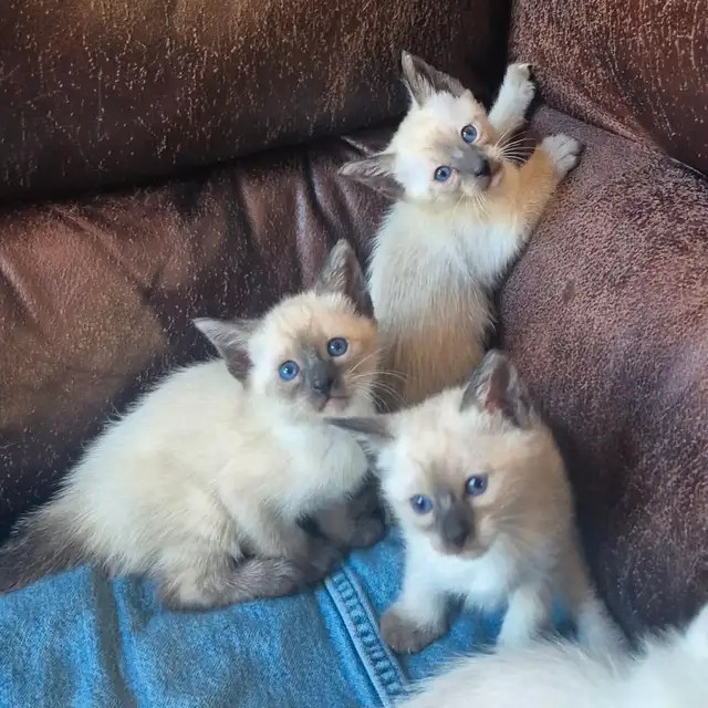 Siamese kittens