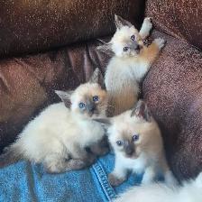 Siamese kittens
