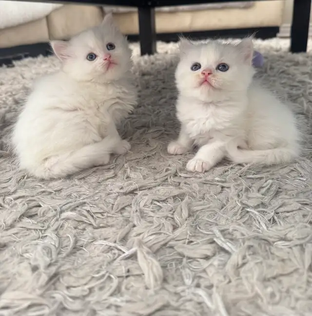 Persian Kittens