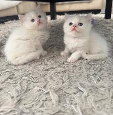 Persian Kittens