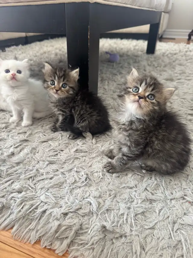 Persian Kittens - Photo 2