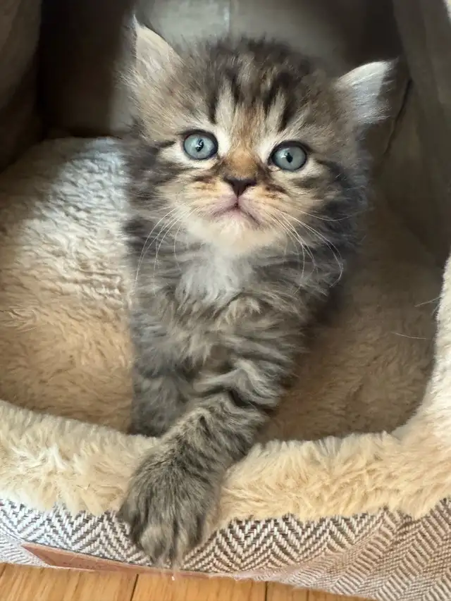 Persian Kittens - Photo 3