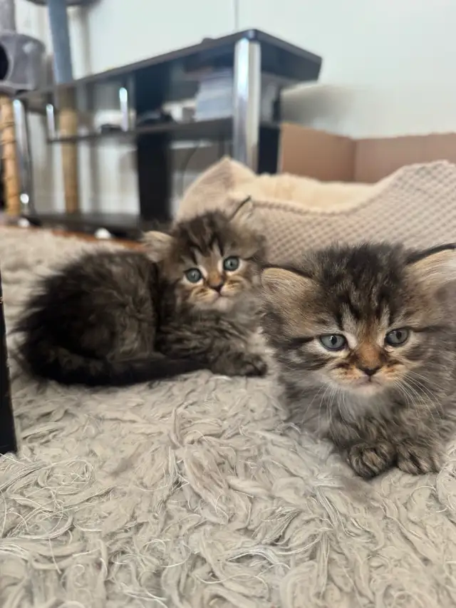 Persian Kittens - Photo 4