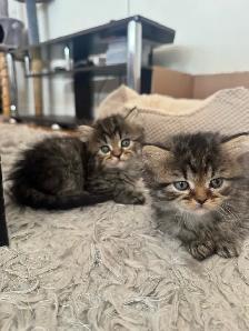 Persian Kittens - Photo 4