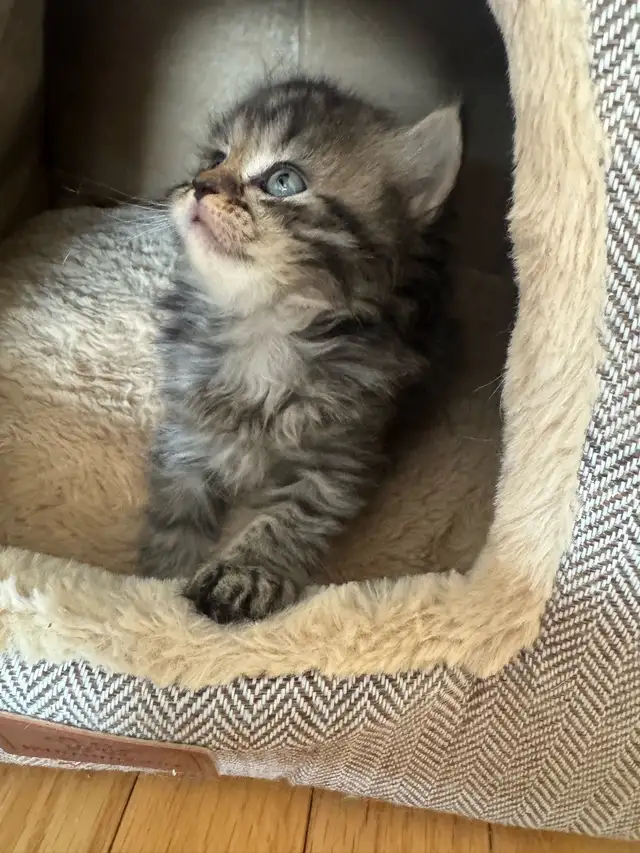 Persian Kittens - Photo 5