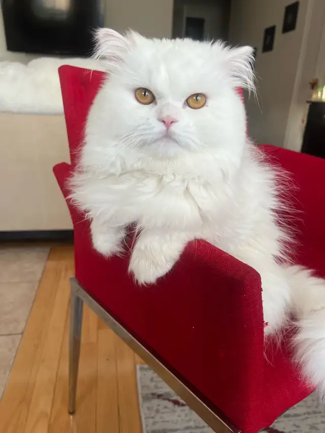 Persian Kittens - Photo 6