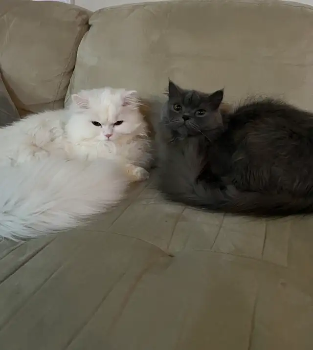 Persian Kittens - Photo 7