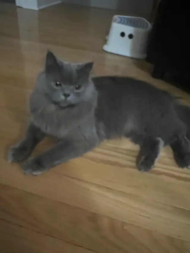 Persian Kittens - Photo 8