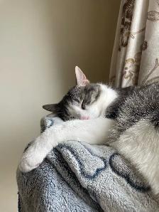 Dog Walking & Cat Sitting Services