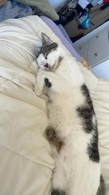 Dog Walking & Cat Sitting Services - Photo 3